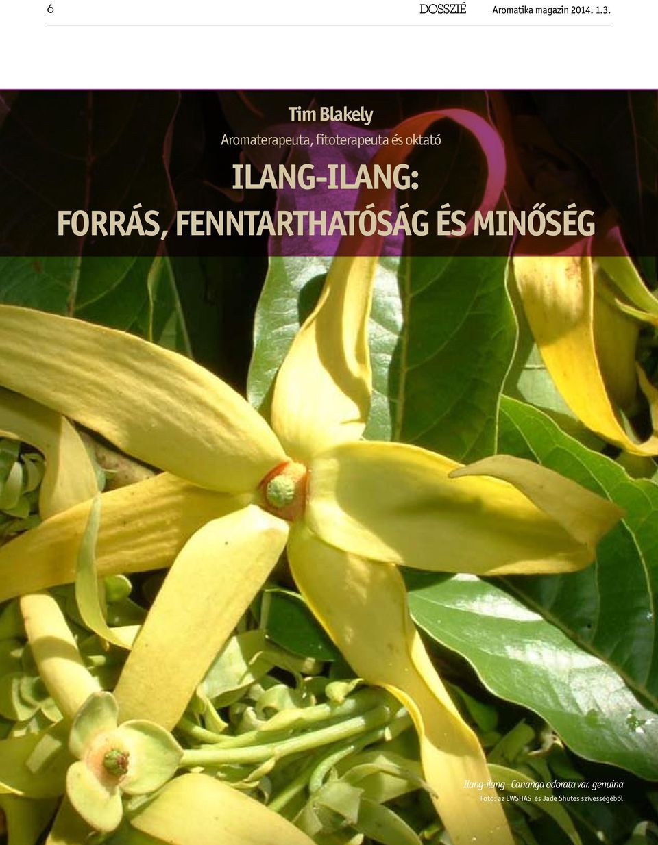 Ilang-ilang: forrás, fenntarthatóság és minőség