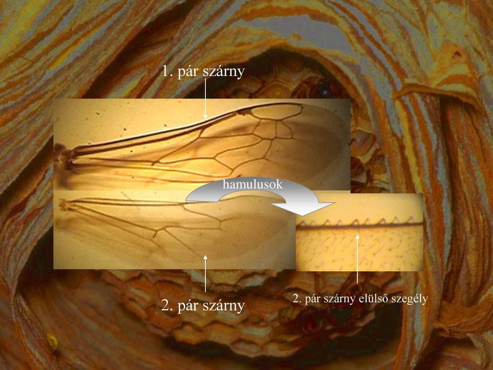 pár szárny 2.