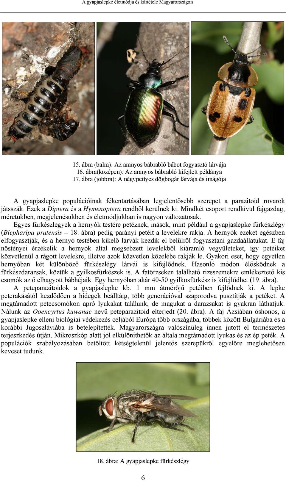 Ezek a Diptera és a Hymenoptera rendből kerülnek ki. Mindkét csoport rendkívül fajgazdag, méretükben, megjelenésükben és életmódjukban is nagyon változatosak.