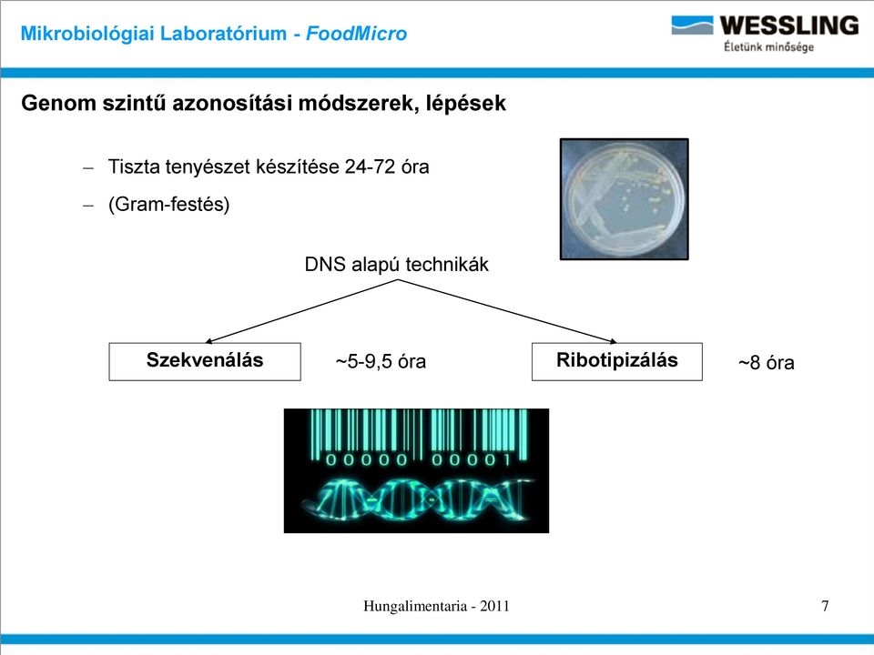 (Gram-festés) DNS alapú technikák Szekvenálás