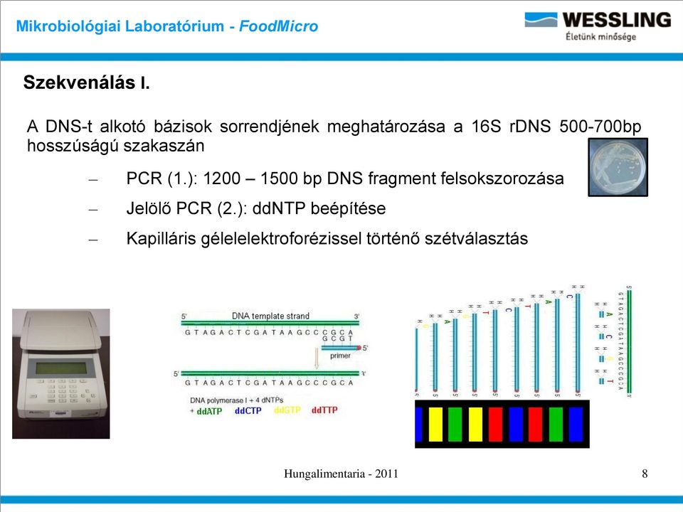500-700bp hosszúságú szakaszán PCR (1.