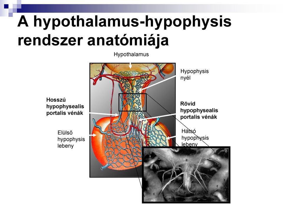 hypophysealis portalis vénák Elülső hypophysis