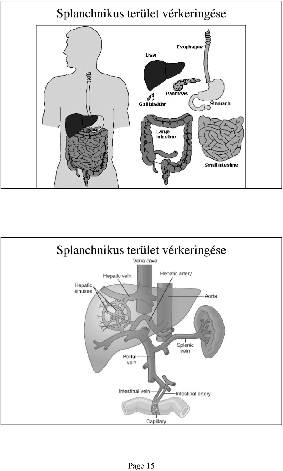 vérkeringése  