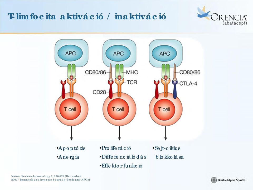 Sejt-ciklus blokkolása Nature Reviews Immunology 1,