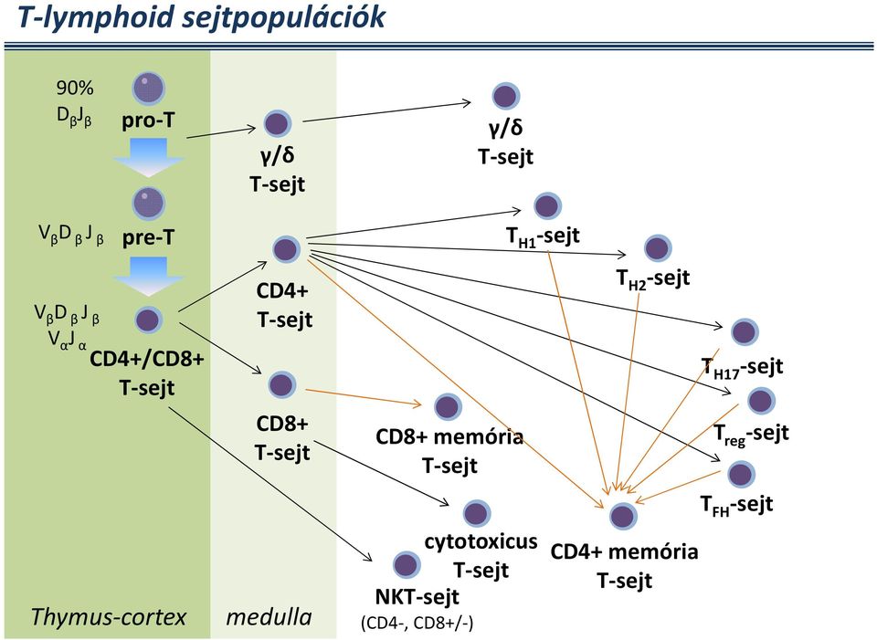 T-sejt medulla CD8+ memória T-sejt NKT-sejt (CD4-, CD8+/-) cytotoxicus