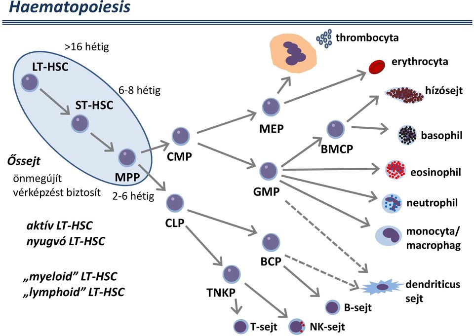 basophil eosinophil neutrophil aktív LT-HSC nyugvó LT-HSC myeloid LT-HSC