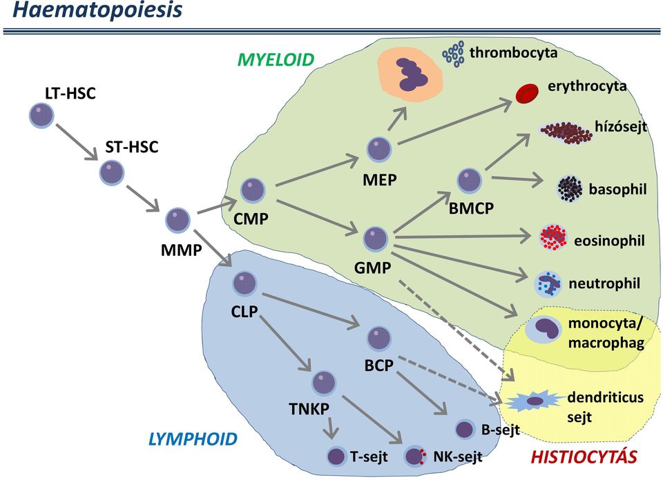 eosinophil neutrophil CLP BCP monocyta/ macrophag