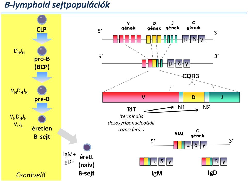 éretlen B-sejt Csontvelő IgM+ IgD+ érett (naív) B-sejt V TdT (terminalis