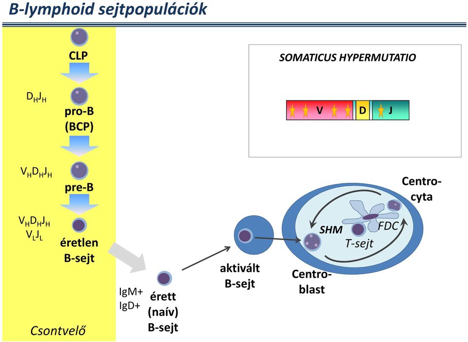 H J H V L J L éretlen B-sejt Csontvelő IgM+ IgD+ érett