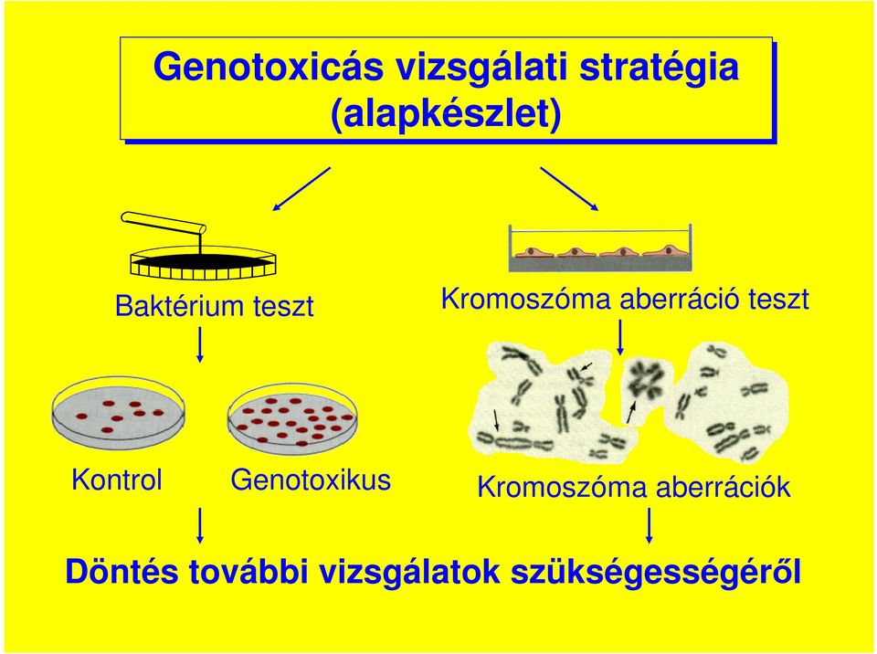 Kromoszóma aberráció teszt Kontrol Genotoxikus