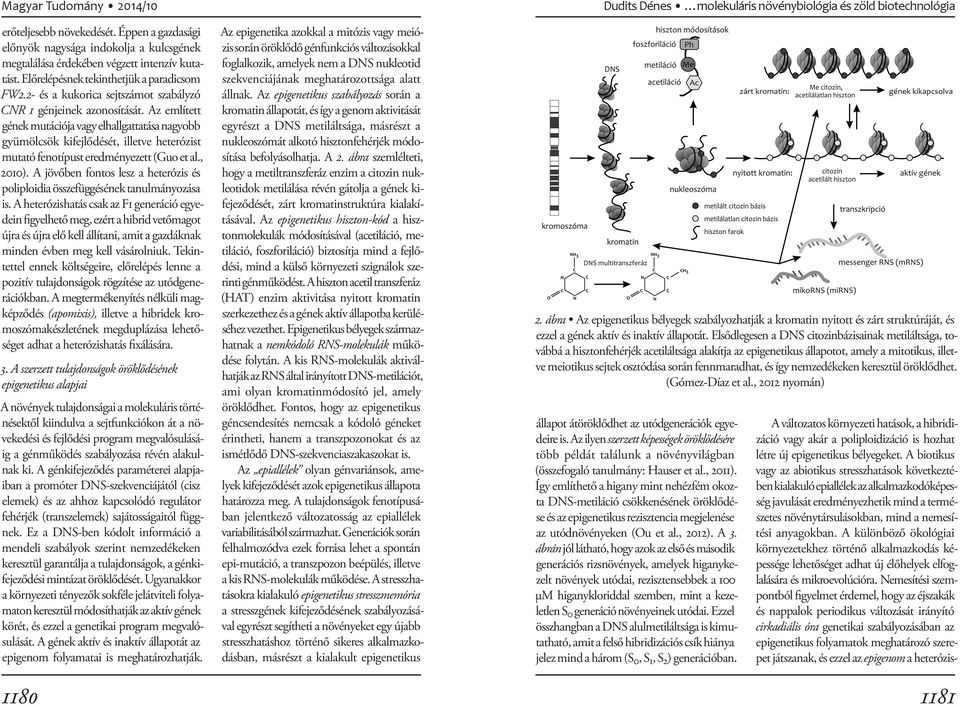 Az említett gének mutációja vagy elhallgattatása nagyobb gyümölcsök kifejlődését, illetve heterózist mutató fenotípust eredményezett (Guo et al., 2010).