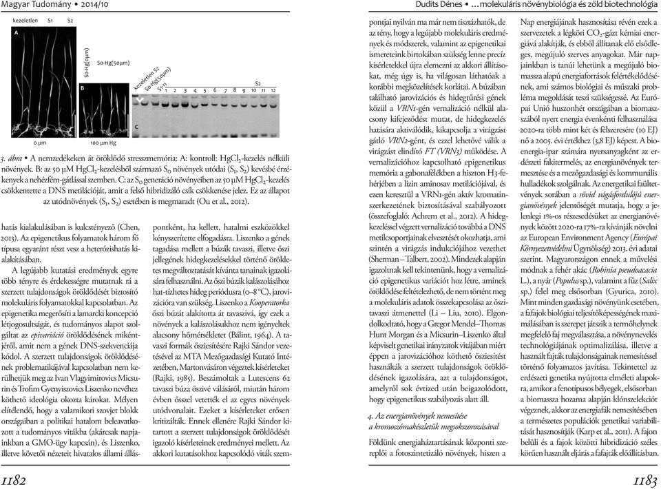 C: az S 0 generáció növényeiben az 50 µm HgCl 2 -kezelés csökkentette a DNS metilációját, amit a felső hibridizáló csík csökkenése jelez.