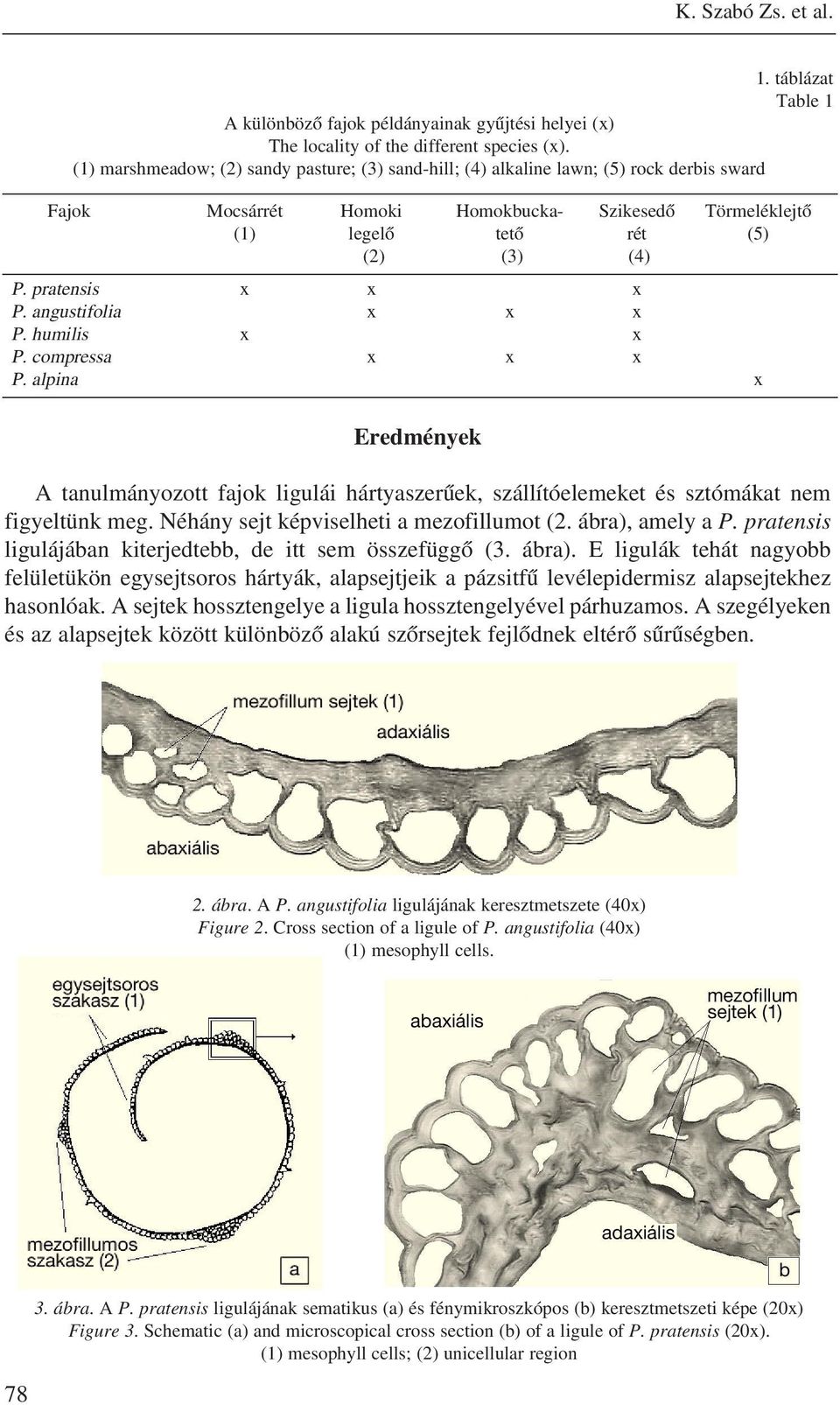 pratensis x x x P. angustifolia x x x P. humilis x x P. compressa x x x P. alpina x Eredmények A tanulmányozott fajok ligulái hártyaszerûek, szállítóelemeket és sztómákat nem figyeltünk meg.