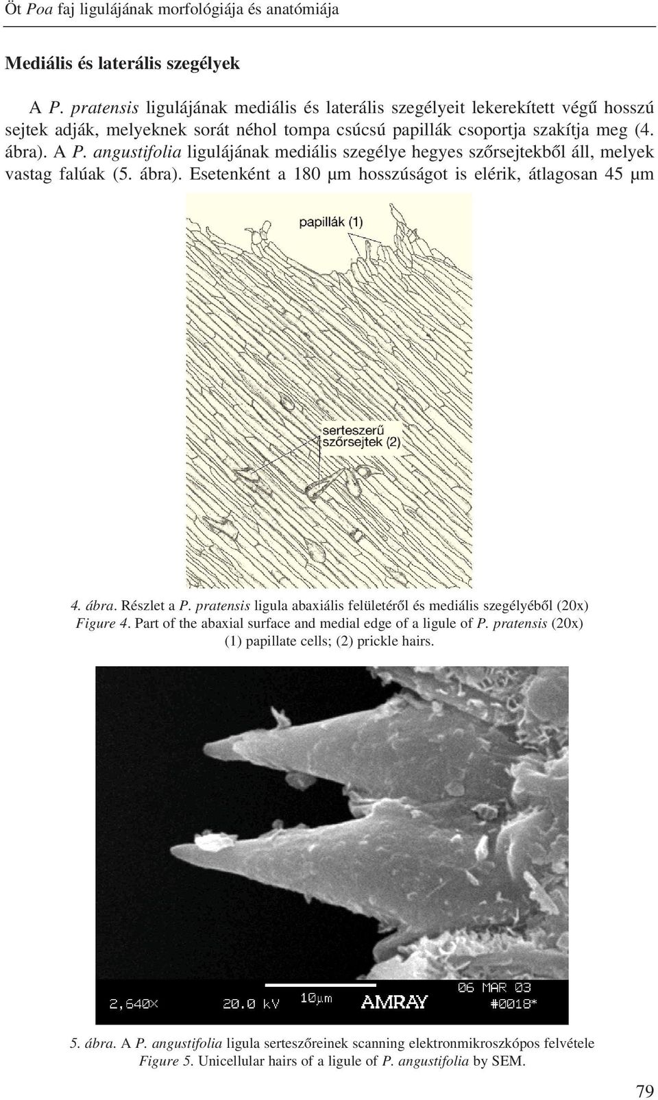 angustifolia ligulájának mediális szegélye hegyes szõrsejtekbõl áll, melyek vastag falúak (5. ábra). Esetenként a 180 µm hosszúságot is elérik, átlagosan 45 µm 4. ábra. Részlet a P.