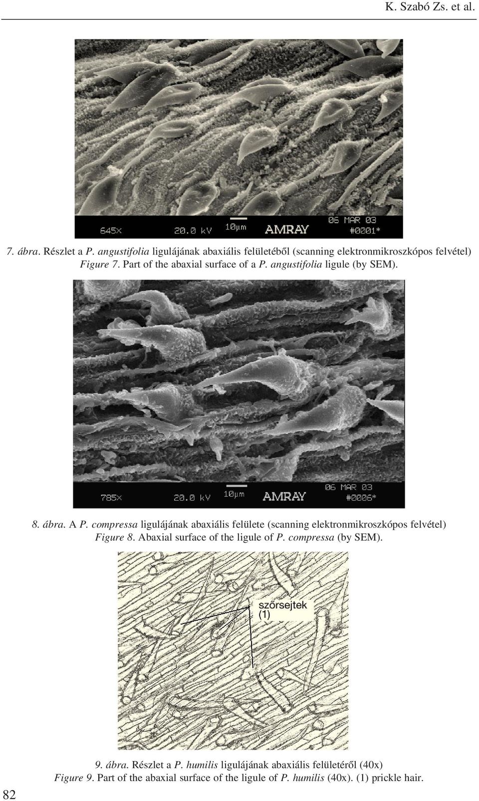 angustifolia ligule (by SEM). 8. ábra. A P.