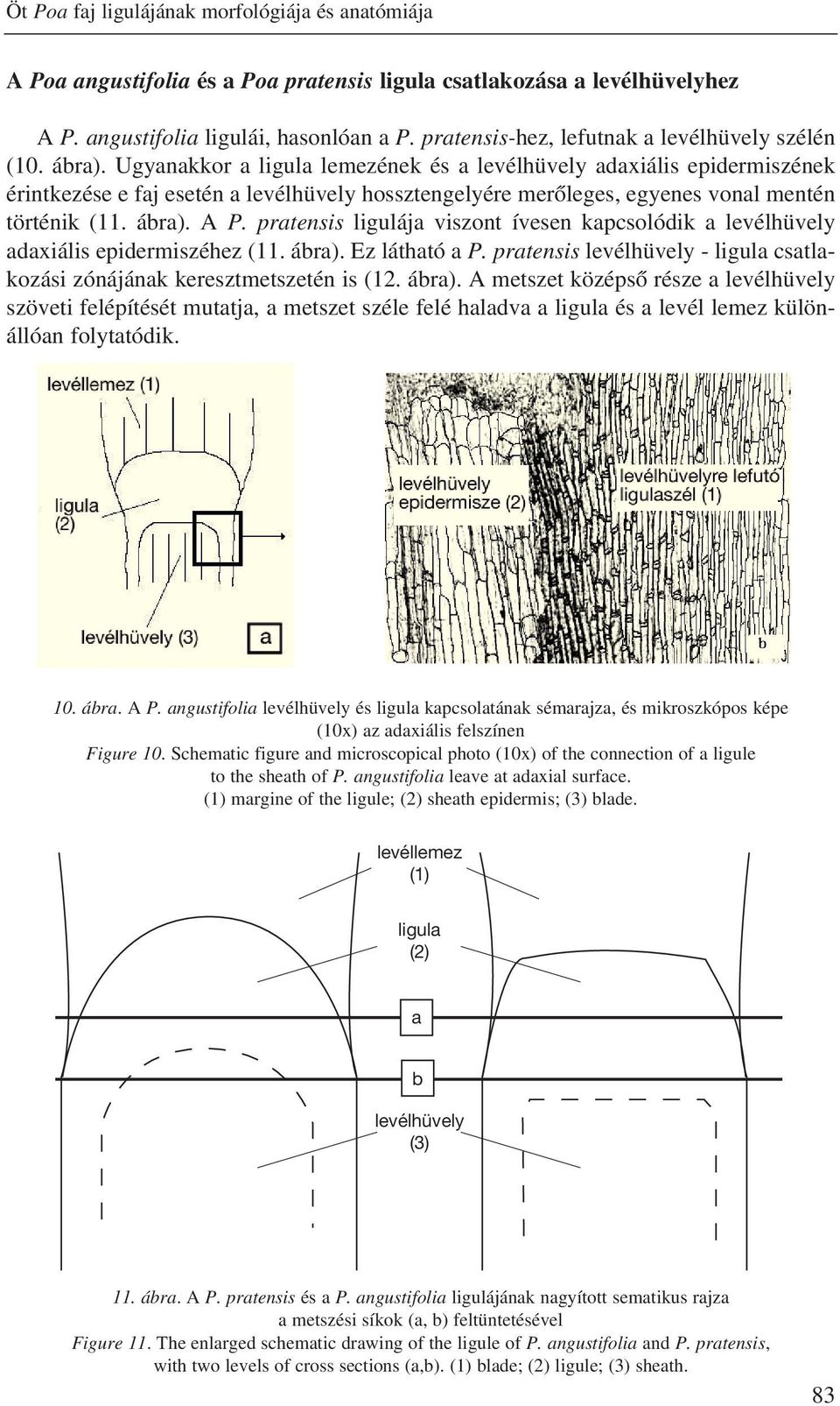 Ugyanakkor a ligula lemezének és a levélhüvely adaxiális epidermiszének érintkezése e faj esetén a levélhüvely hossztengelyére merõleges, egyenes vonal mentén történik (11. ábra). A P.