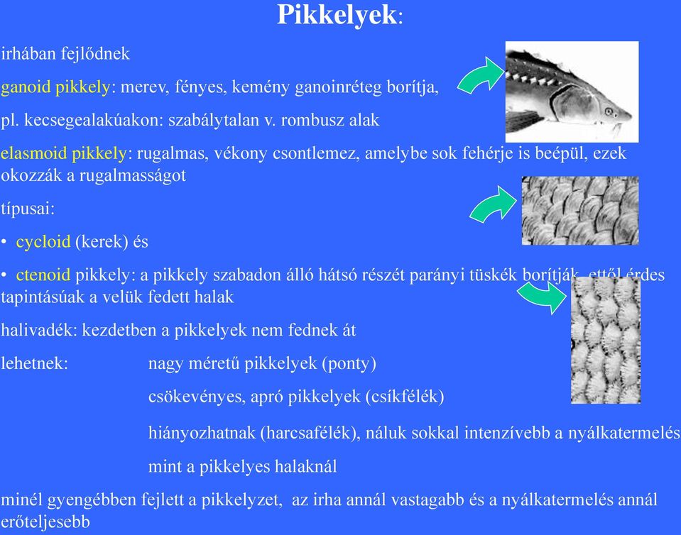 szabadon álló hátsó részét parányi tüskék borítják, ettől érdes tapintásúak a velük fedett halak halivadék: kezdetben a pikkelyek nem fednek át lehetnek: nagy méretű pikkelyek