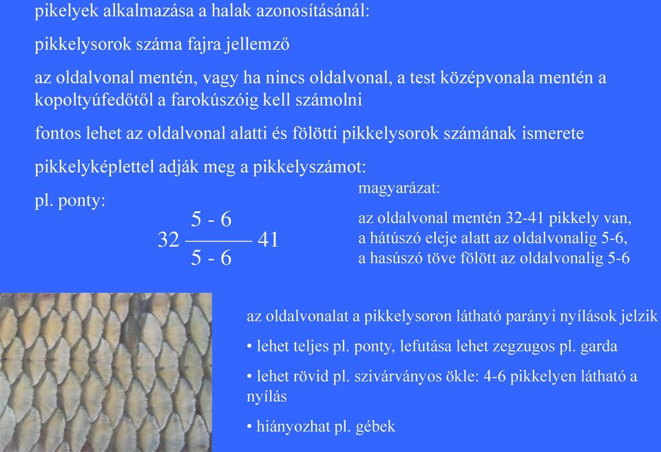 ponty: 5-6 32 41 5-6 magyarázat: az oldalvonal mentén 32-41 pikkely van, a hátúszó eleje alatt az oldalvonalig 5-6, a hasúszó töve fölött az oldalvonalig 5-6 az