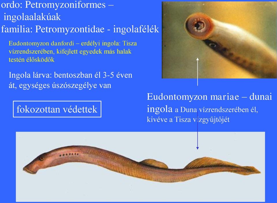 élősködők Ingola lárva: bentoszban él 3-5 éven át, egységes úszószegélye van fokozottan