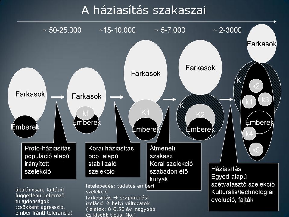 irányított szelekció általánosan, fajtától függetlenül jellemző tulajdonságok (csökkent agresszió, ember iránti tolerancia) Korai háziasítás pop.