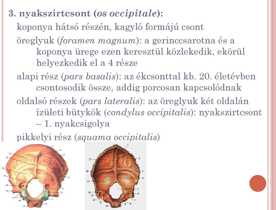 basalis): az ékcsonttal kb. 20.