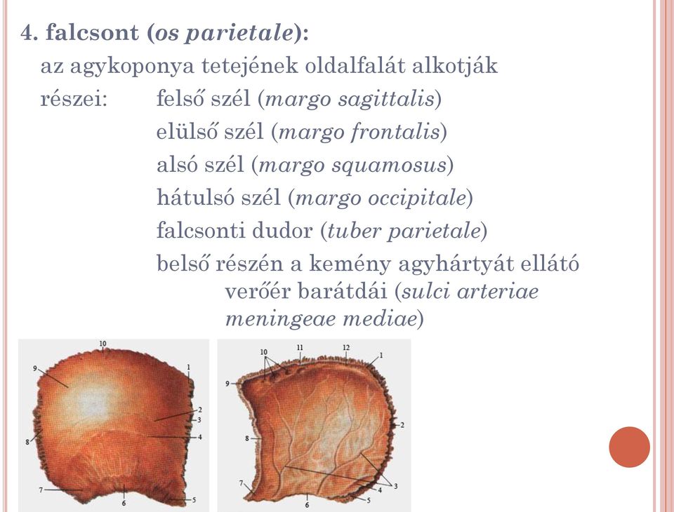 squamosus) hátulsó szél (margo occipitale) falcsonti dudor (tuber parietale)