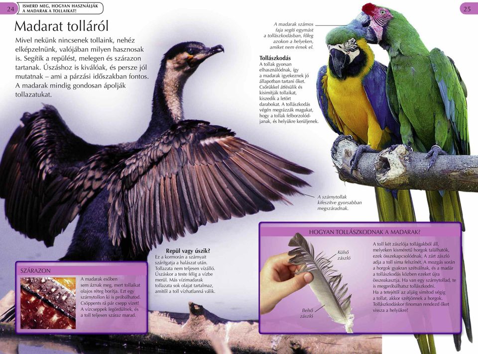 A madarak számos faja segíti egymást a tollászkodásban, főleg azokon a helyeken, amiket nem érnek el. Tollászkodás A tollak gyorsan elhasználódnak, így a madarak igyekeznek jó állapotban tartani őket.