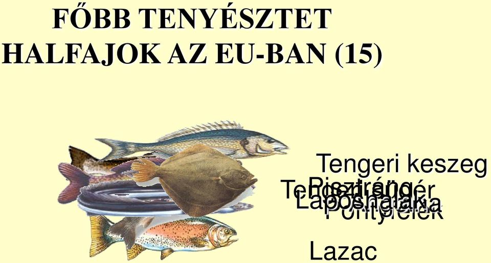 Tengeri Pisztráng Laposhalak