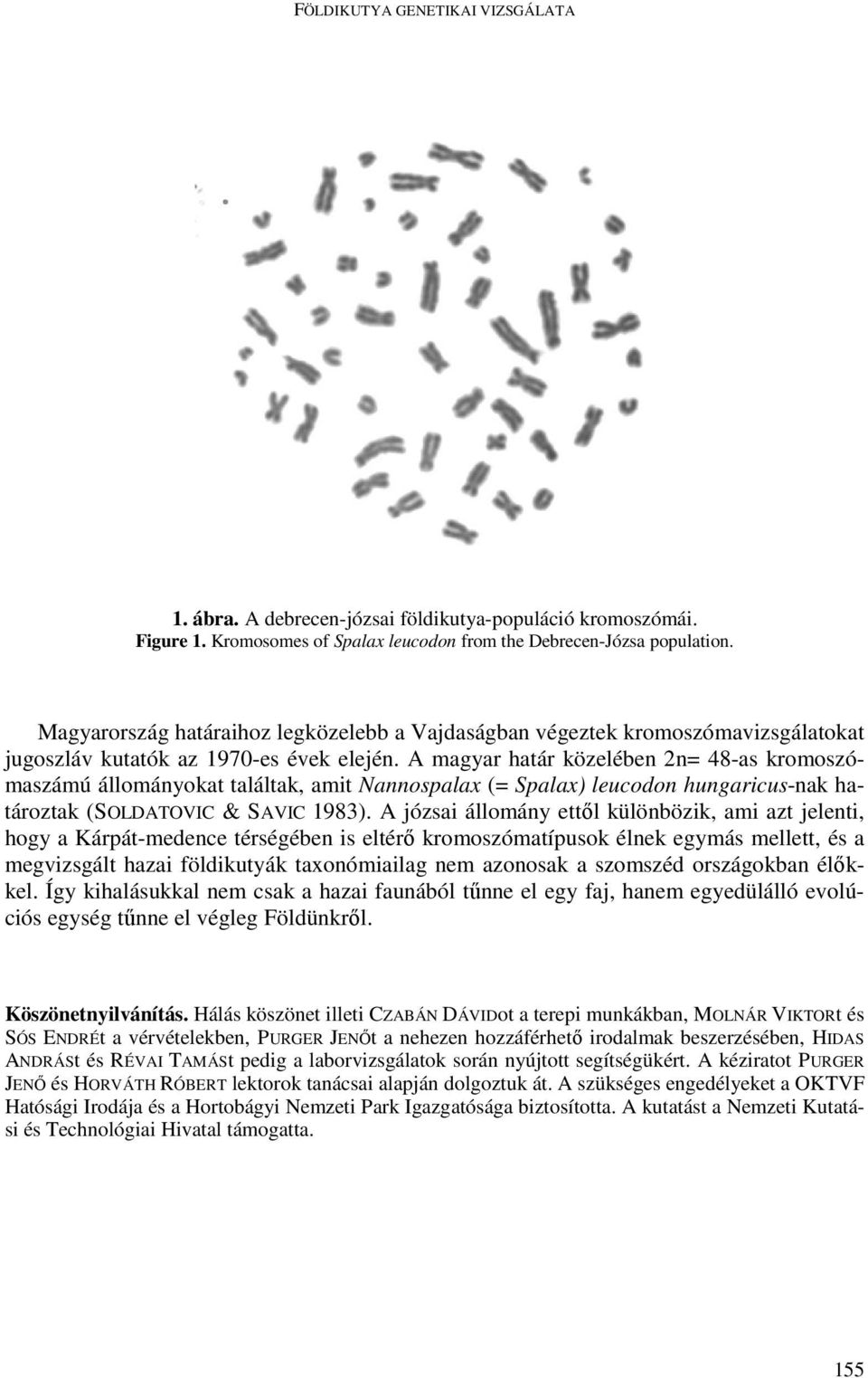 A magyar határ közelében 2n= 48-as kromoszómaszámú állományokat találtak, amit Nannospalax (= Spalax) leucodon hungaricus-nak határoztak (SOLDATOVIC & SAVIC 1983).