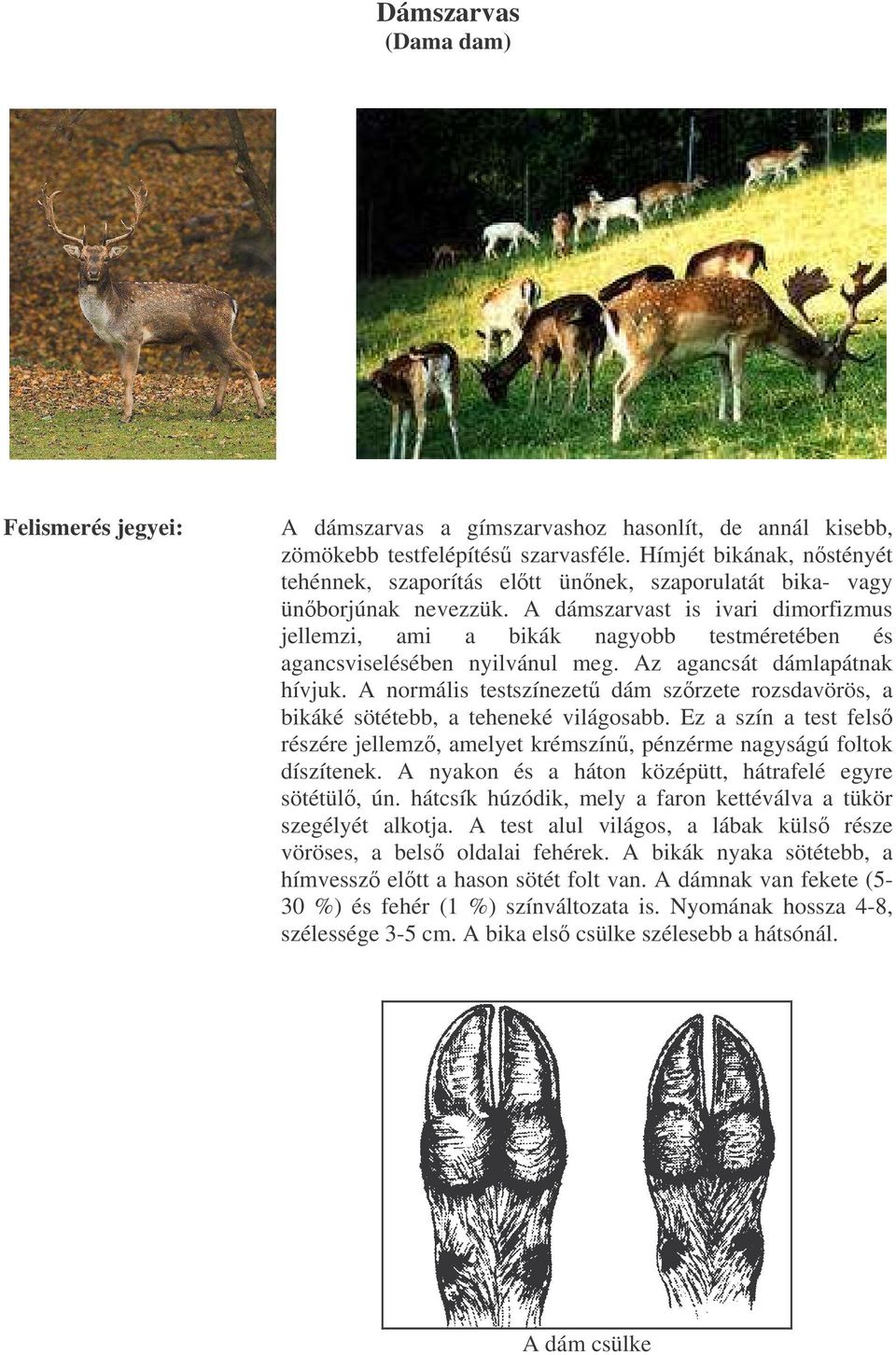 A dámszarvast is ivari dimorfizmus jellemzi, ami a bikák nagyobb testméretében és agancsviselésében nyilvánul meg. Az agancsát dámlapátnak hívjuk.