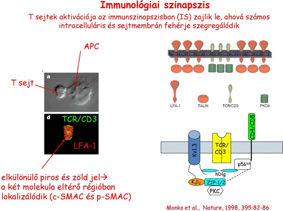 3 TCR/ CD3 CD4/CD8 p56 lck elkülönülő piros és zöld jel a két molekula eltérő régióban