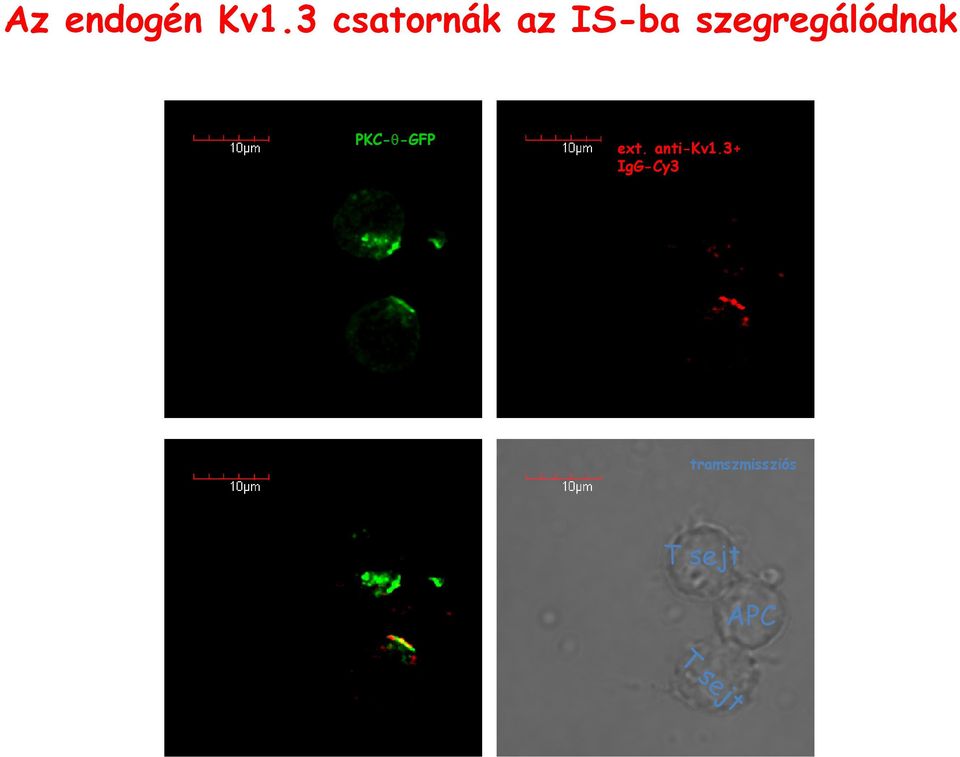 szegregálódnak PKC-θ-GFP