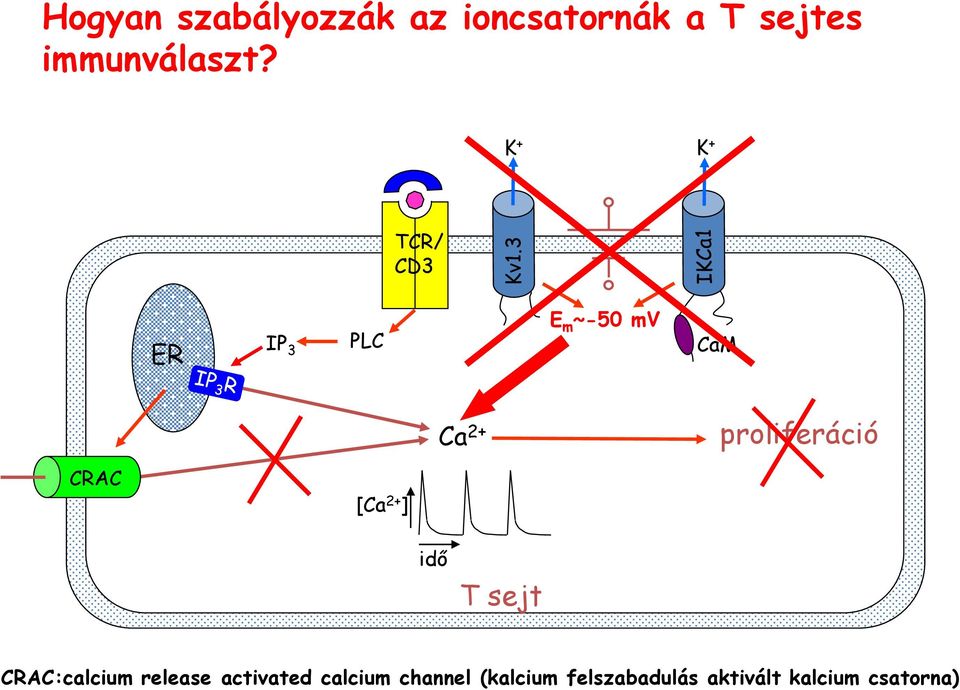 3 ER IP 3 PLC E m ~-5 mv CaM Ca 2+ proliferáció CRAC [Ca 2+ ]