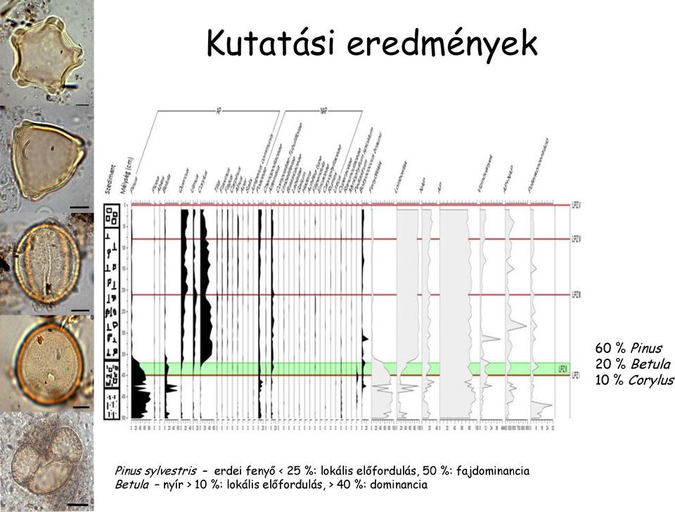 lokális előfordulás, 50 %: fajdominancia Betula