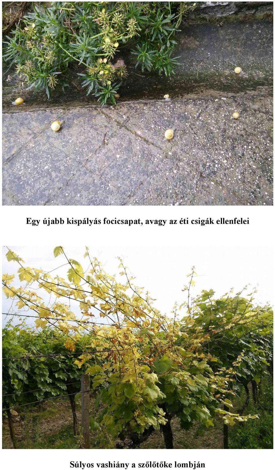 csigák ellenfelei Súlyos