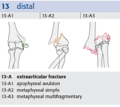 brachialis, n.