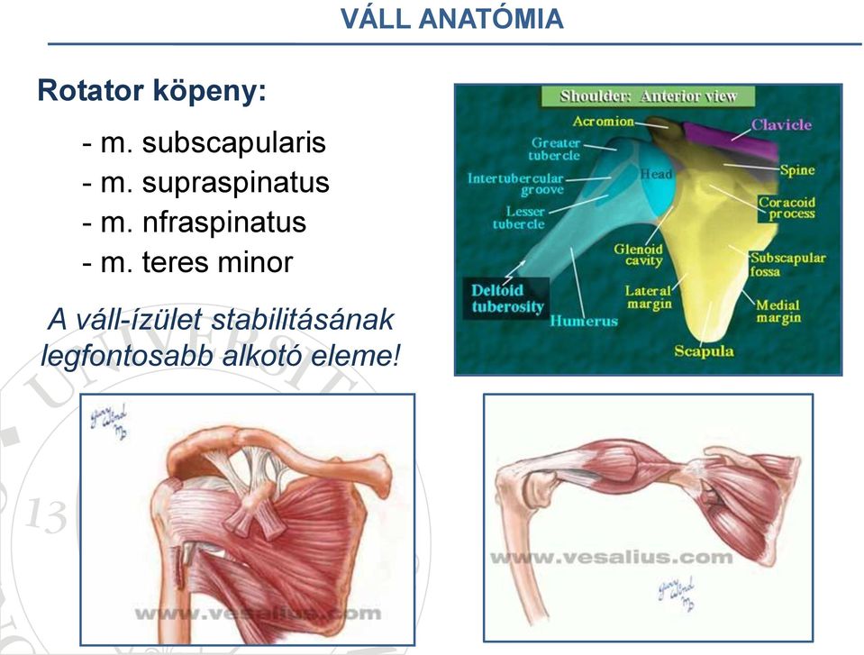 nfraspinatus - m.