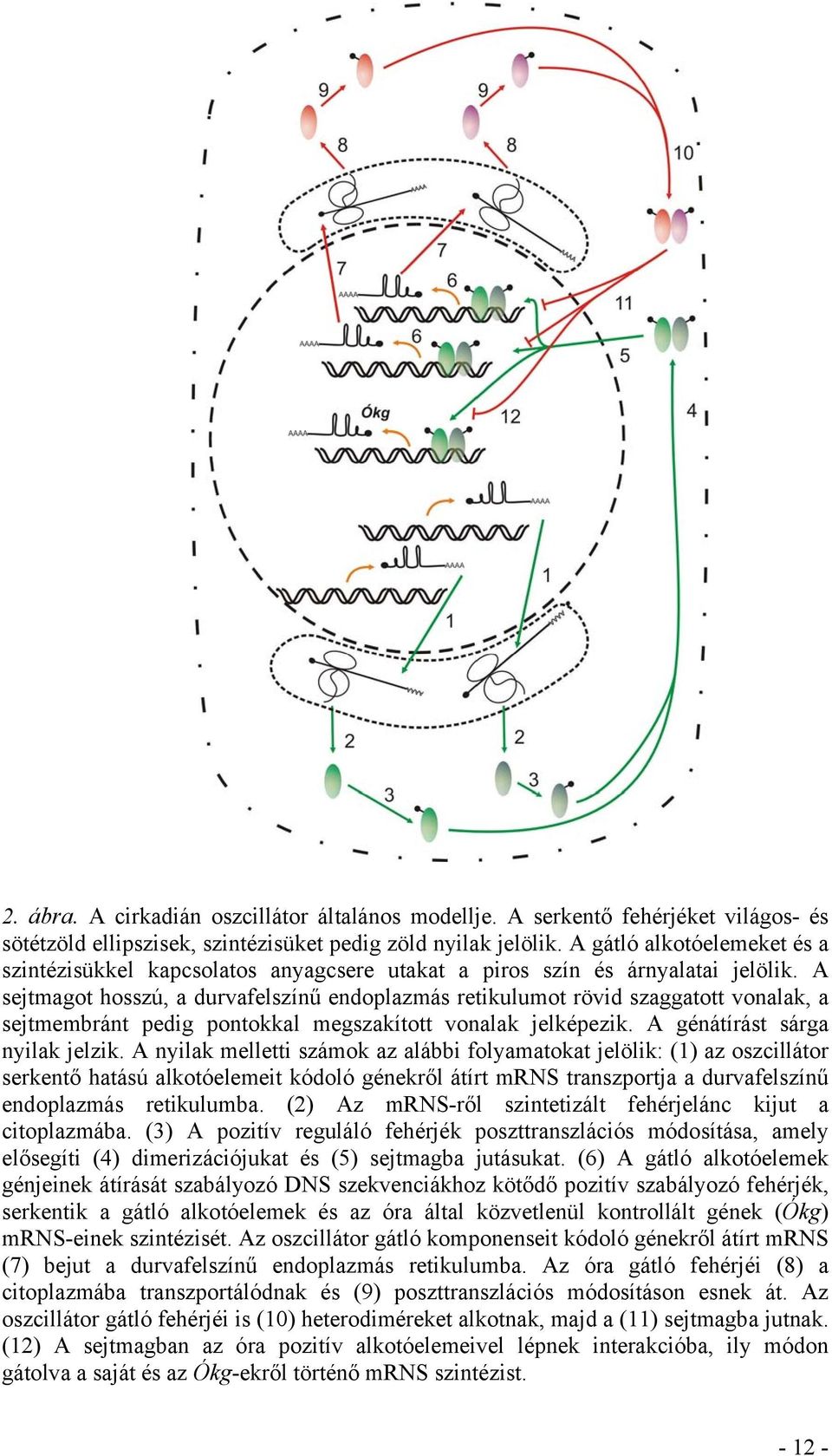 A sejtmagot hosszú, a durvafelszínű endoplazmás retikulumot rövid szaggatott vonalak, a sejtmembránt pedig pontokkal megszakított vonalak jelképezik. A génátírást sárga nyilak jelzik.