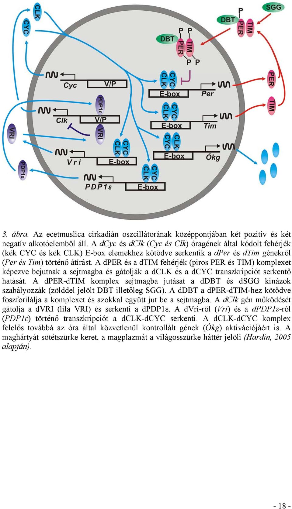 A dper és a dtim fehérjék (piros PER és TIM) komplexet képezve bejutnak a sejtmagba és gátolják a dclk és a dcyc transzkripciót serkentő hatását.
