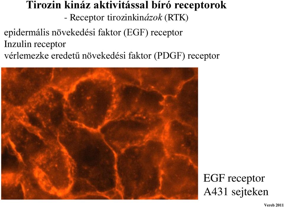(EGF) receptor Inzulin receptor vérlemezke eredetű