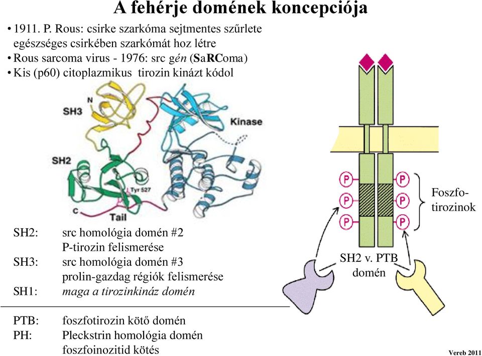 gén (SaRComa) Kis (p60) citoplazmikus tirozin kinázt kódol Foszfotirozinok SH2: src homológia domén #2 -tirozin