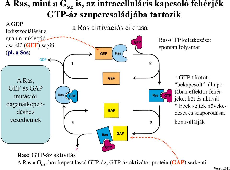 a Sos) a Ras aktivációs ciklusa Ras-GT keletkezése: spontán folyamat A Ras, GEF és GA mutációi daganatképződéshez vezethetnek