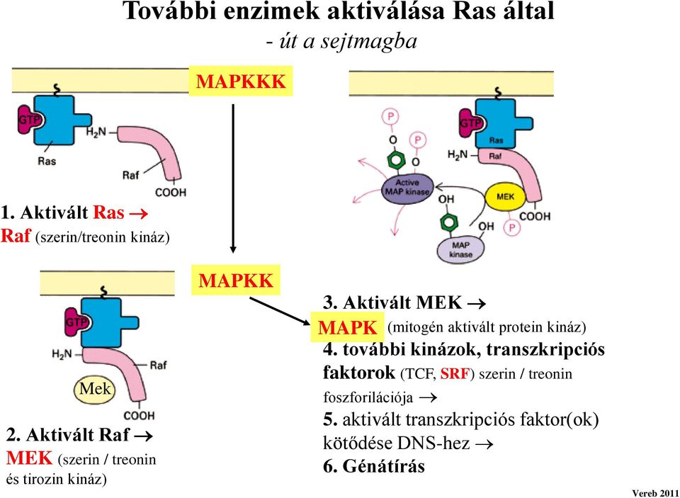 Aktivált Raf MEK (szerin / treonin és tirozin kináz) MAKK 3.