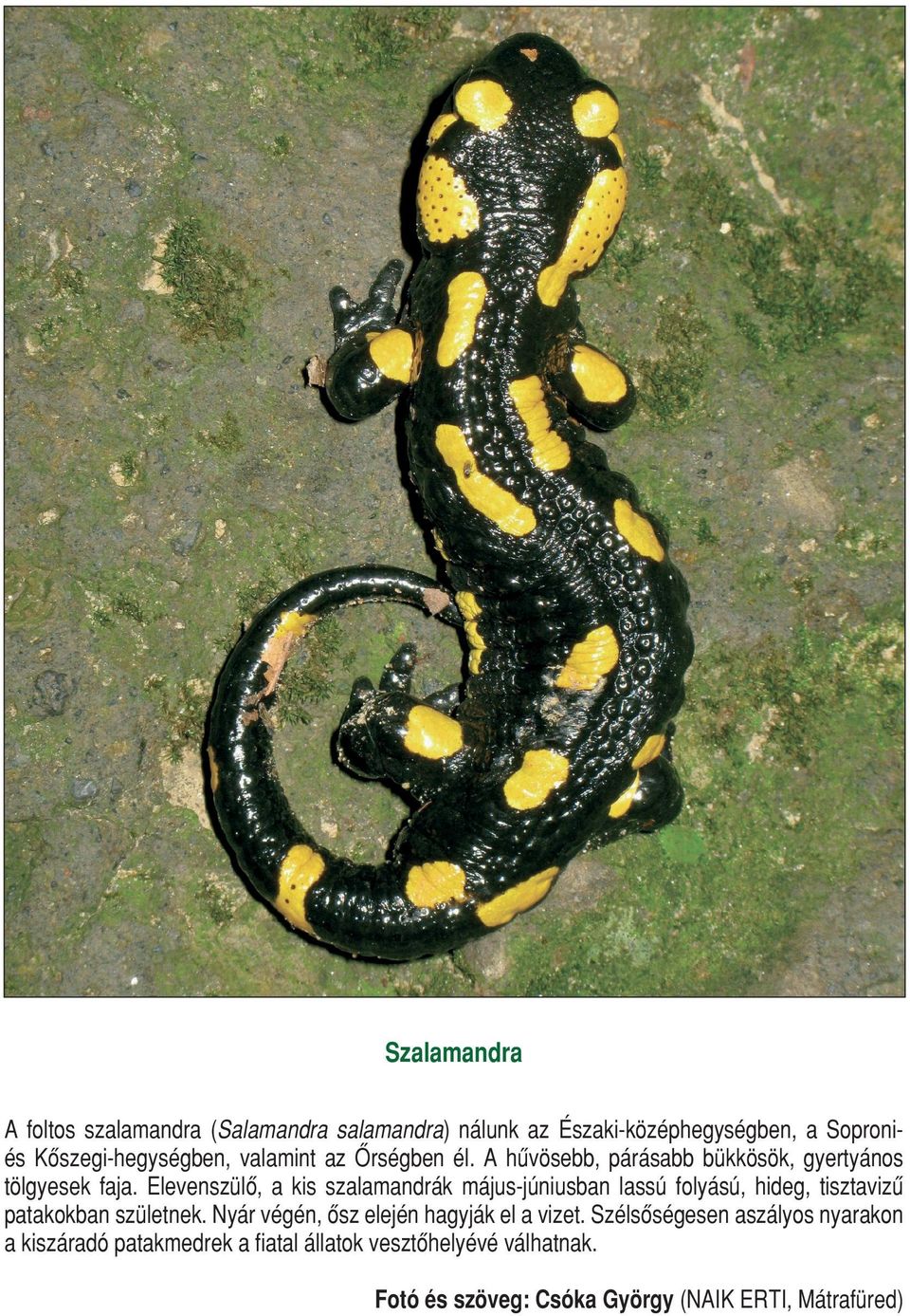 Elevenszülô, a kis szalamandrák május-júniusban lassú folyású, hideg, tisztavizû patakokban születnek.