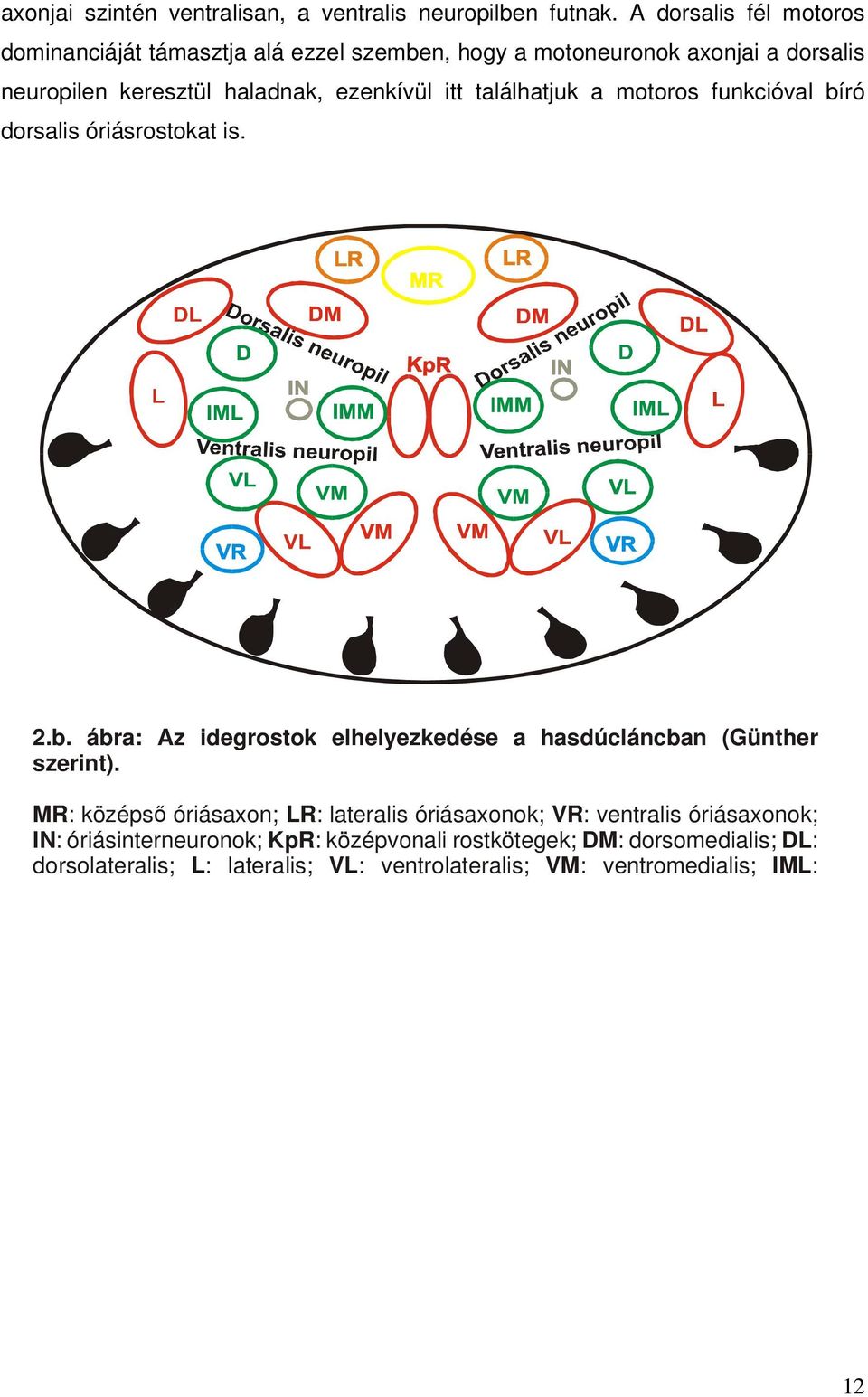 itt találhatjuk a motoros funkcióval bíró dorsalis óriásrostokat is. 2.b. ábra: Az idegrostok elhelyezkedése a hasdúcláncban (Günther szerint).