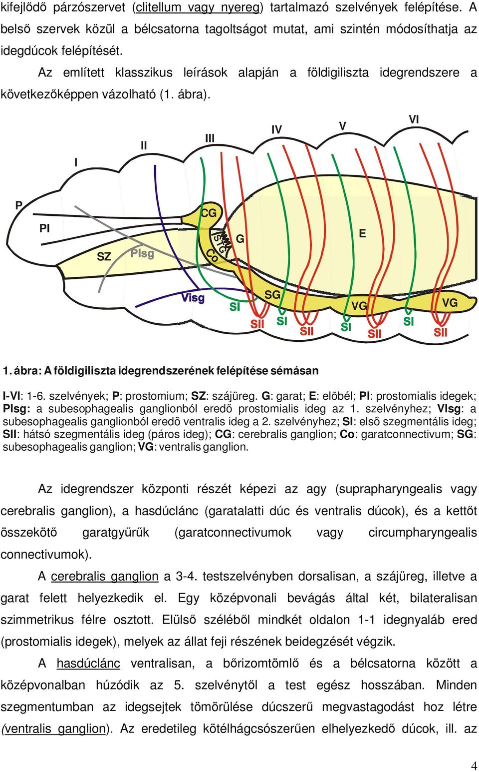 ábra: A földigiliszta idegrendszerének felépítése sémásan I-VI: 1-6. szelvények; P: prostomium; SZ: szájüreg.