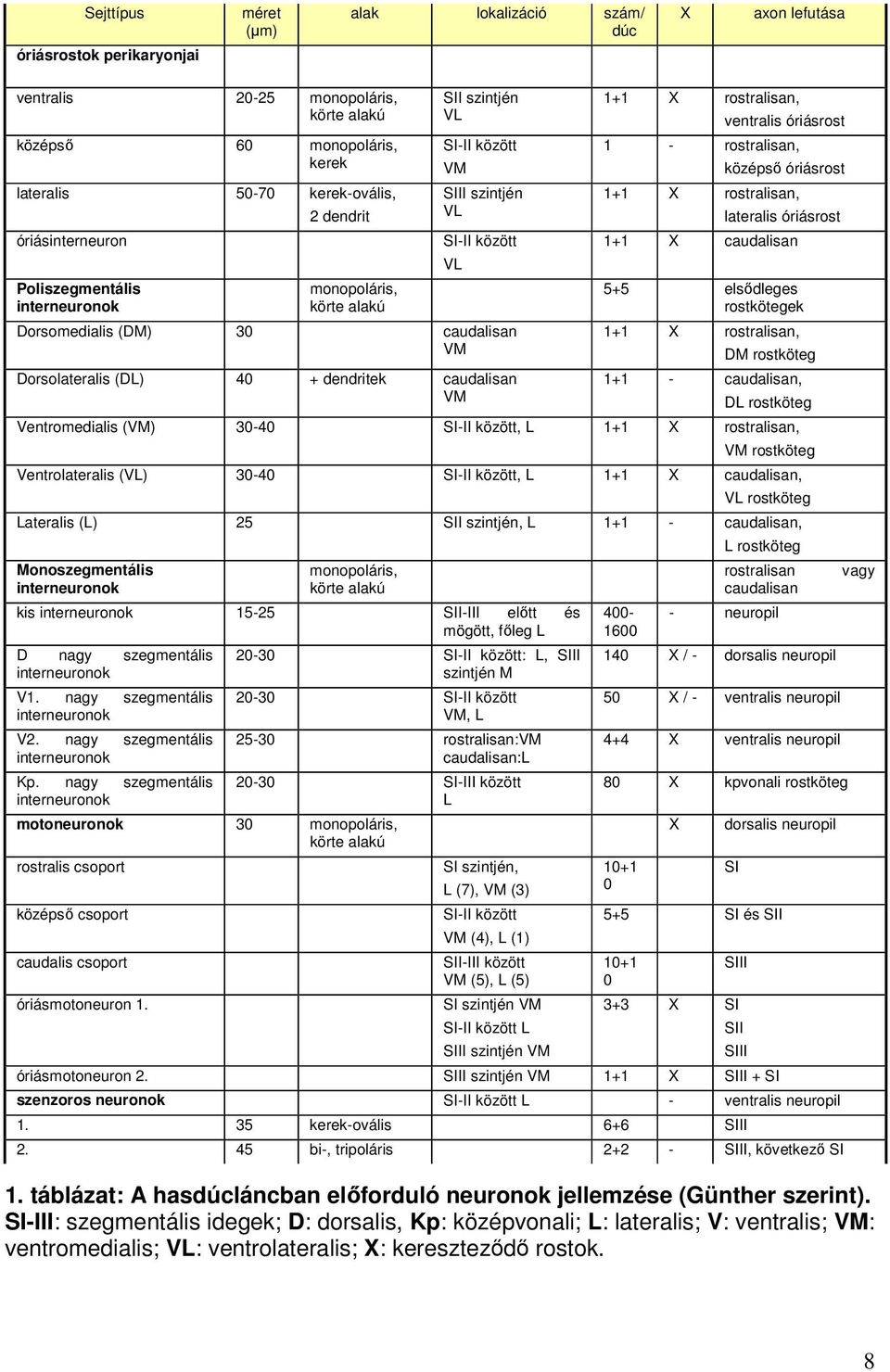 (DL) 40 + dendritek caudalisan VM VL 1+1 X rostralisan, ventralis óriásrost 1 - rostralisan, középsı óriásrost 1+1 X rostralisan, lateralis óriásrost 1+1 X caudalisan 5+5 elsıdleges rostkötegek 1+1 X