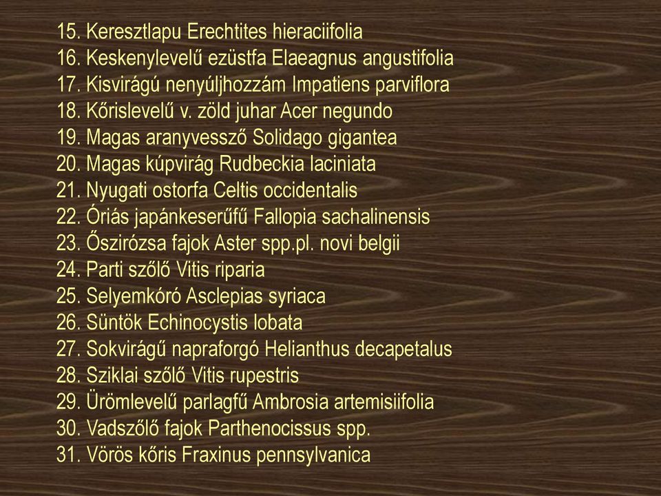 Óriás japánkeserűfű Fallopia sachalinensis 23. Őszirózsa fajok Aster spp.pl. novi belgii 24. Parti szőlő Vitis riparia 25. Selyemkóró Asclepias syriaca 26.