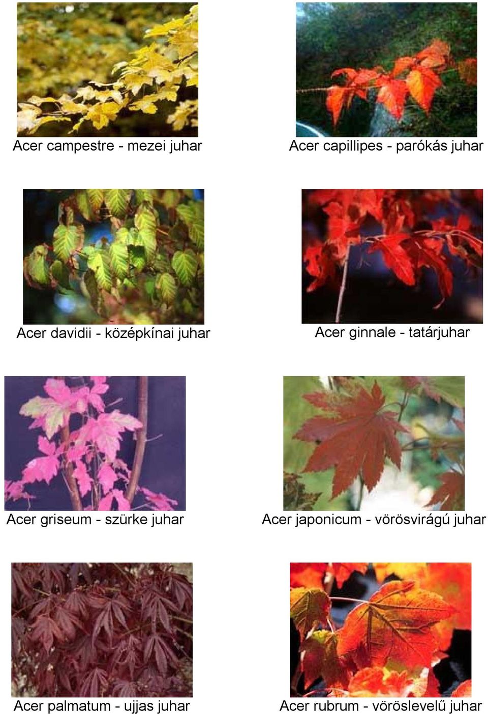 Acer griseum - szürke juhar Acer japonicum - vörösvirágú