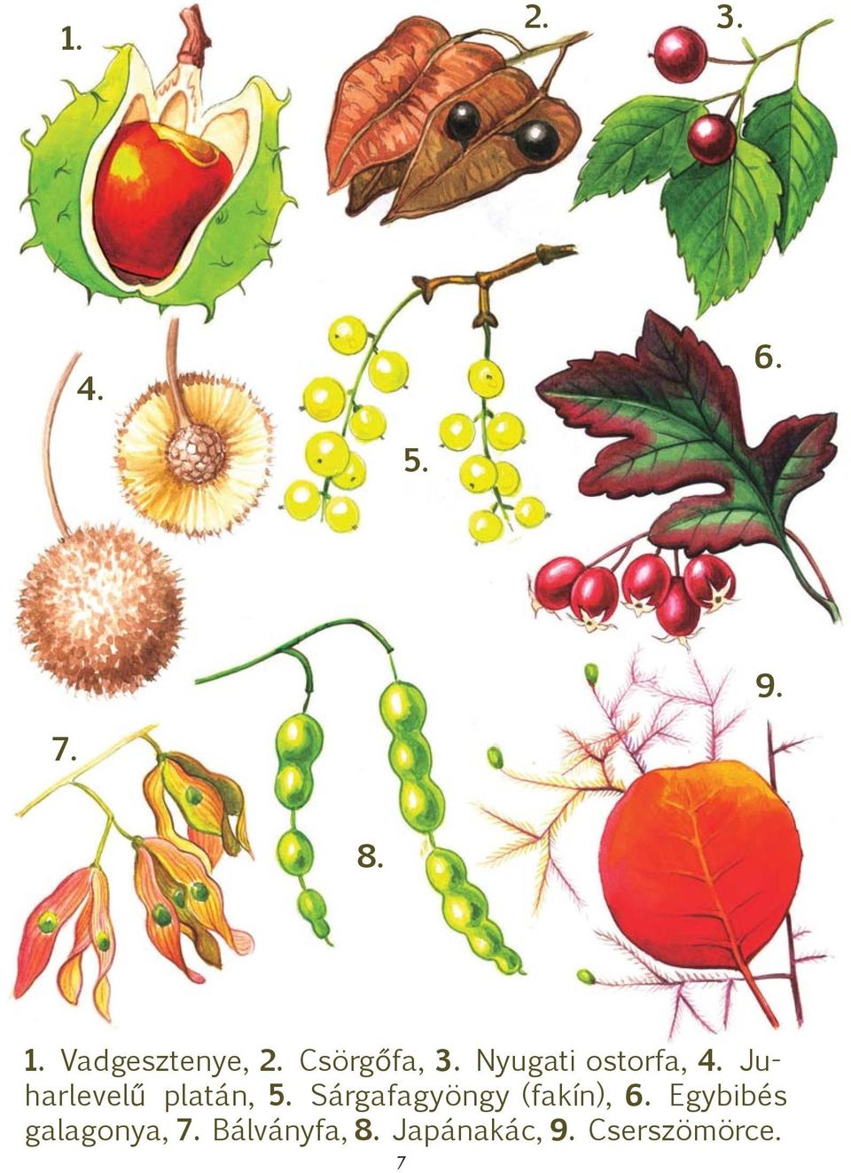 Juharlevelű platán, 5. Sárgafagyöngy (fakín), 6.